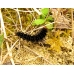 Glanville Fritillary cinxia 20 larvae SPECIAL PRICE